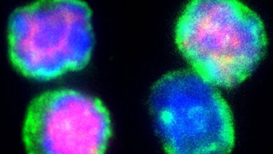 Tregs_Foxp3_Daniel_C.jpg Tregs