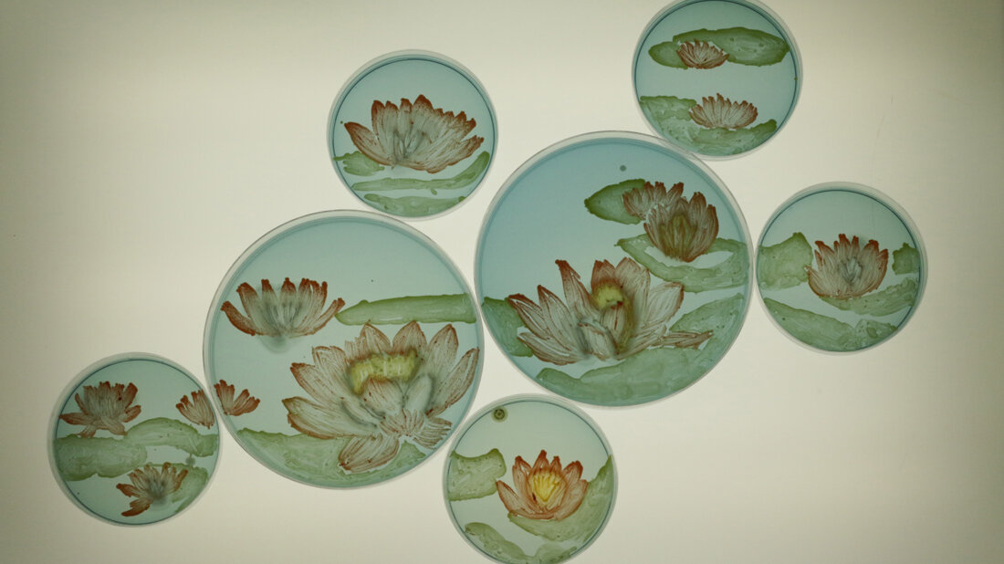 Agar-Art-Werk ‚Microlilies‘