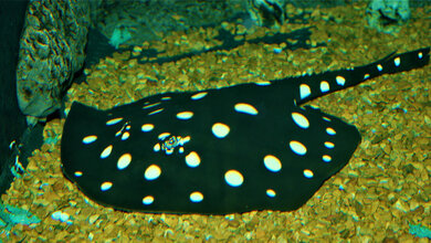 Stachelrochen.jpg Süßwasserrochen Potamotrygon leopoldi (Schwarzer Teufelsrochen)