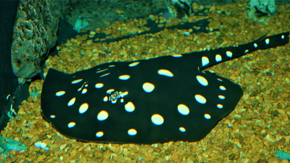 Stachelrochen.jpg Süßwasserrochen Potamotrygon leopoldi (Schwarzer Teufelsrochen)
