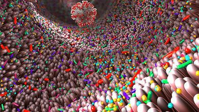 Mikrobiom_01.jpg Welchen Einfluss hat das Mikrobiom bei einer SARS-CoV-2-Infektion?