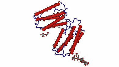 Multiple Sklerose – ein Fallbeispiel