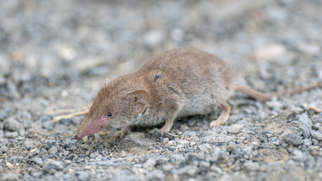 Feldspitzmaus gilt als Reservoirwirt