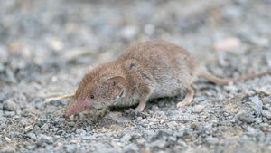 Feldspitzmaus gilt als Reservoirwirt