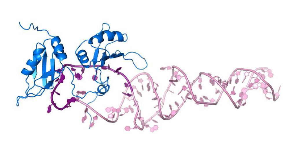 Protein_blau_pri_miR_18a_pink_Bild_modifiziert_nach_Kooshapur_et_al.jpg Protein (blau), pri-miR-18a (pink)