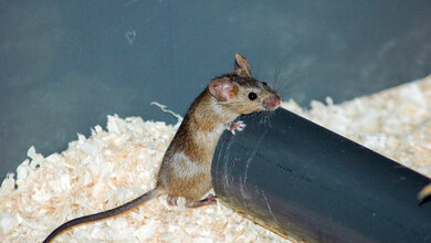 Hausmaus