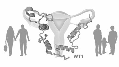 neue Funktion des WT1-Proteins