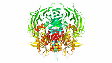Organokine – Neue Biomarker? Labordiagnostik