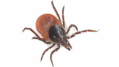 ALV-Viren verbreiten sich über Zecken auch in Deutschland