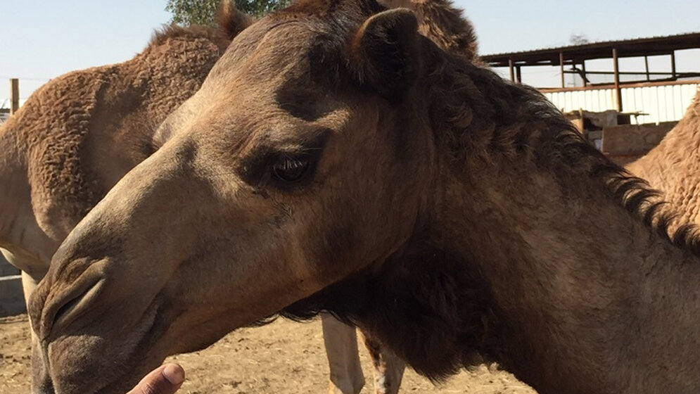 Erkältungsviren haben ihren Ursprung in Kamelen.
