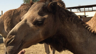 Erkältungsviren haben ihren Ursprung in Kamelen.