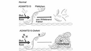 Klinische Relevanz, Krankheitsbilder