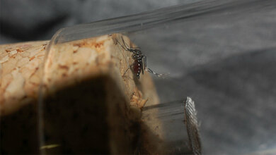 Asiatische Tigermücke (Aedes albopictus)