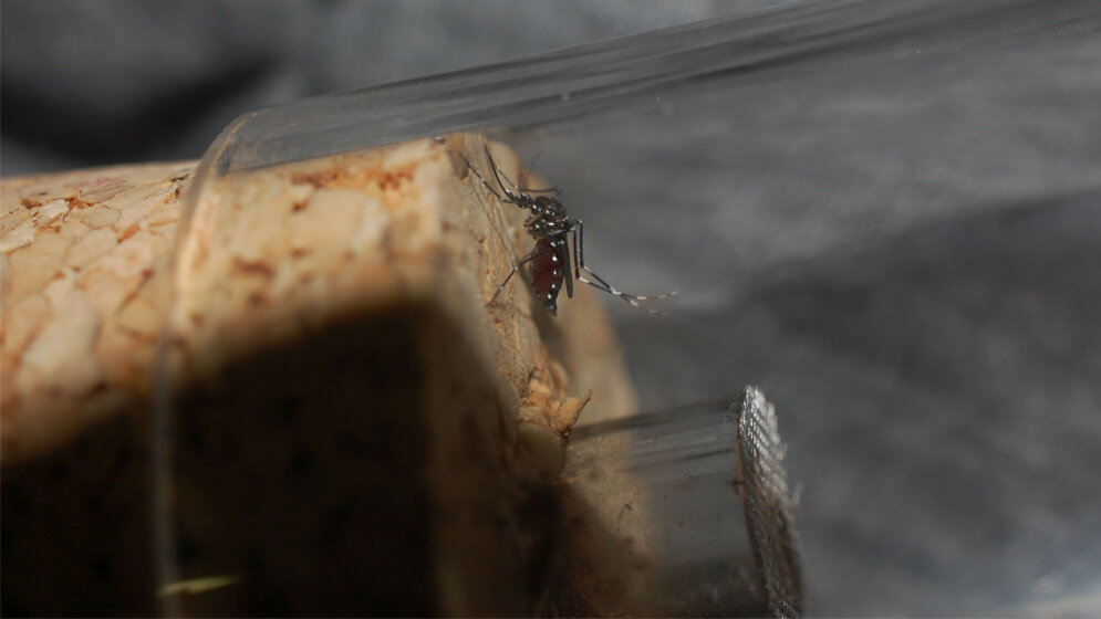 Asiatische Tigermücke (Aedes albopictus)