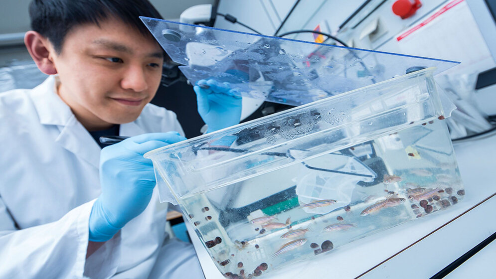 Chi-Chung Wu fischt nach Zebrafischen