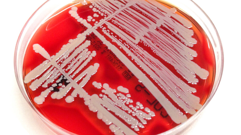 Bakterienkultur von Staphylococcus aureus