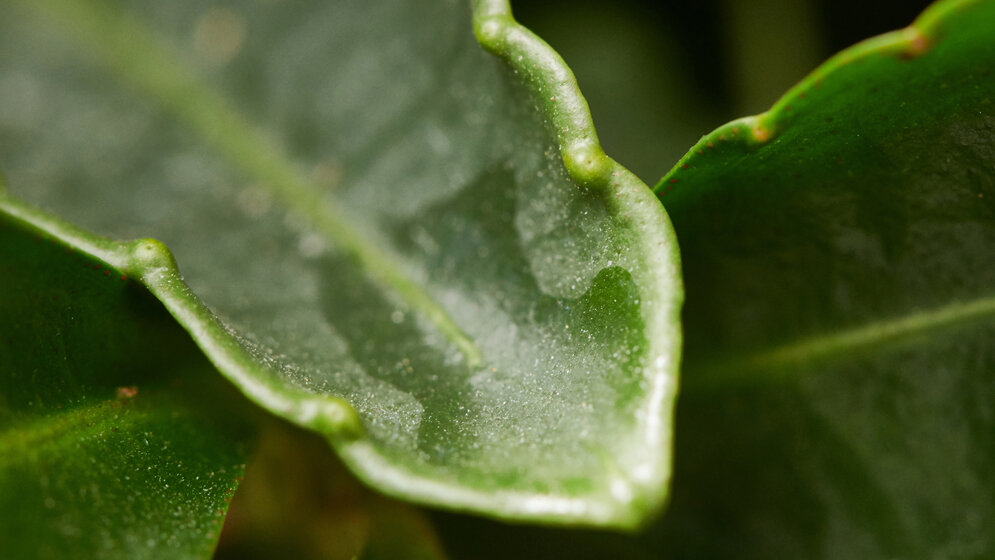 Korallenbeere (Ardisia crenata)