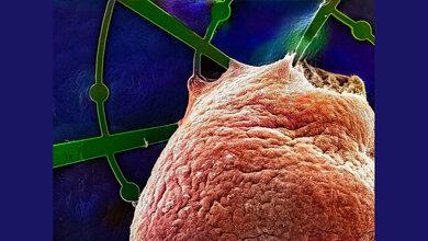 Menschliches Hirnorganoid