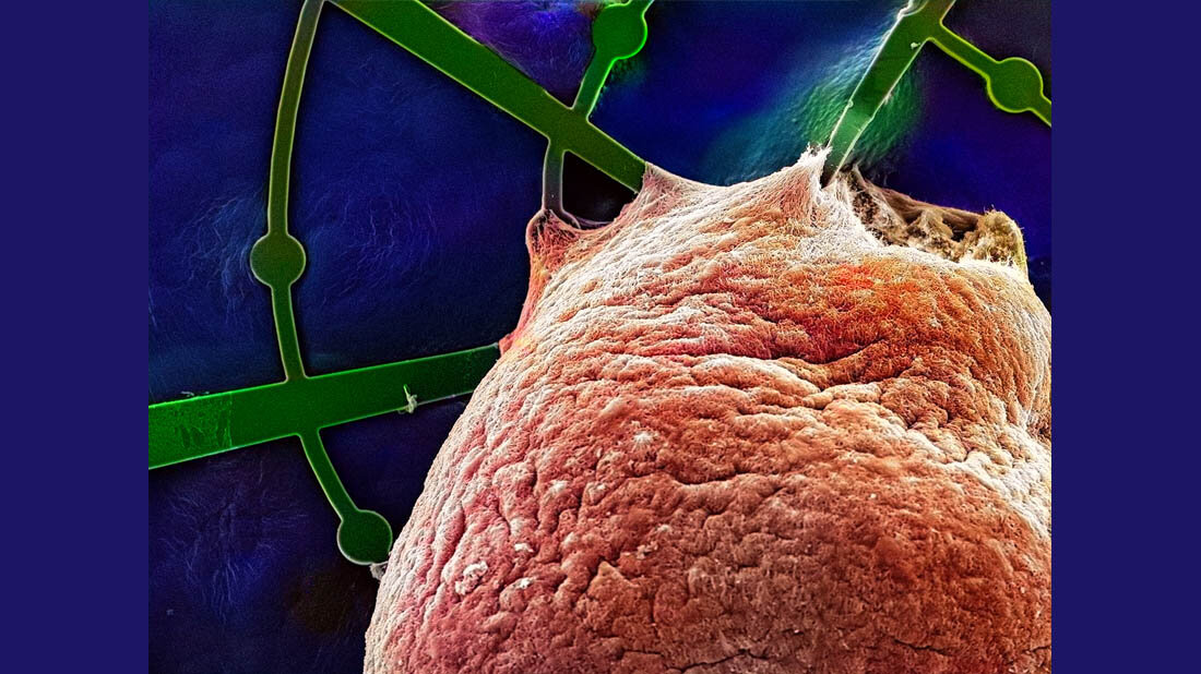 Menschliches Hirnorganoid