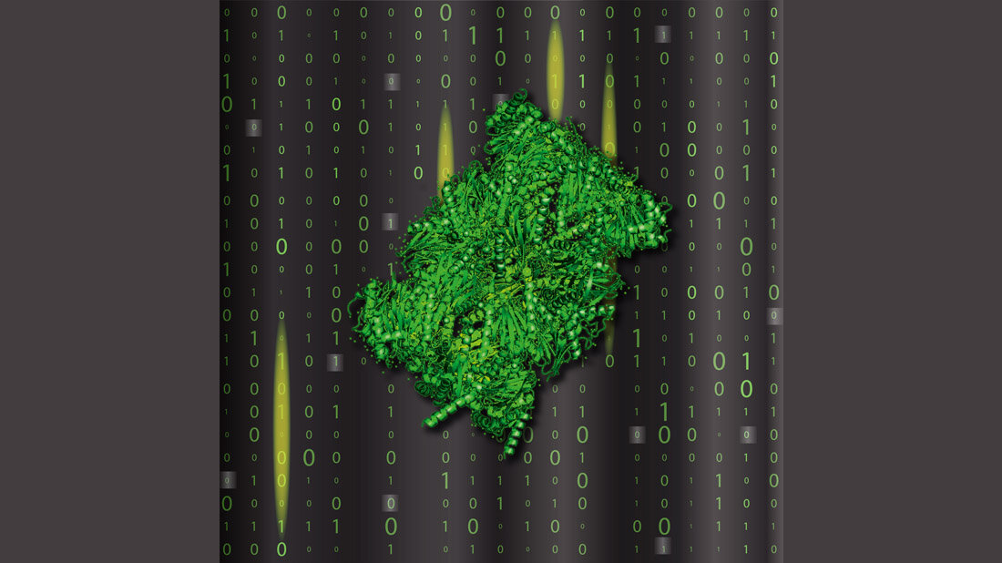 Forscherinnen und Forscher identifizierten und quantifizierten Fragmente, die das Proteasom beim Proteinrecycling erzeugt und auch neu zusammenfügt.