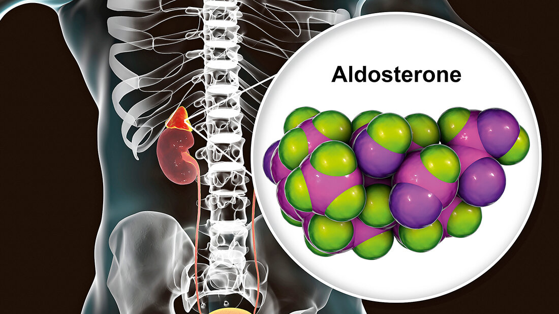 Entdeckung und Erforschung des Steroidhormons Aldosteron Titelbild zum Beitrag über die Entdeckung des Steroidhormons Aldosteron und die englische Biochemikerin und Endokrinologin Sylvia Agnes Sophia Tait