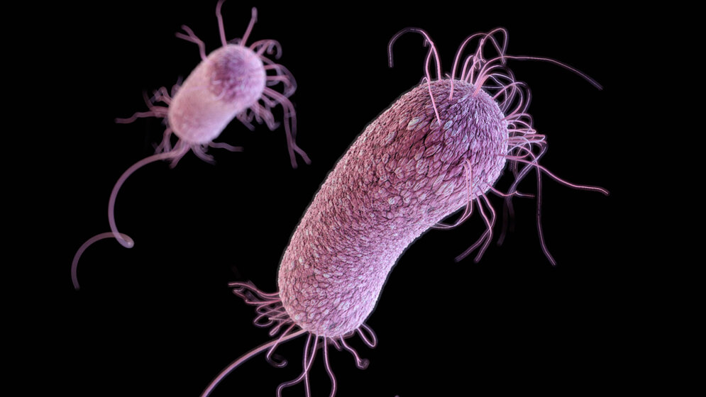 Computergeneriertes_Bild_des_gefürchteten_Krankenhauskeims_P_aeruginosa_CDC_James_Archer.jpg P. aeruginosa