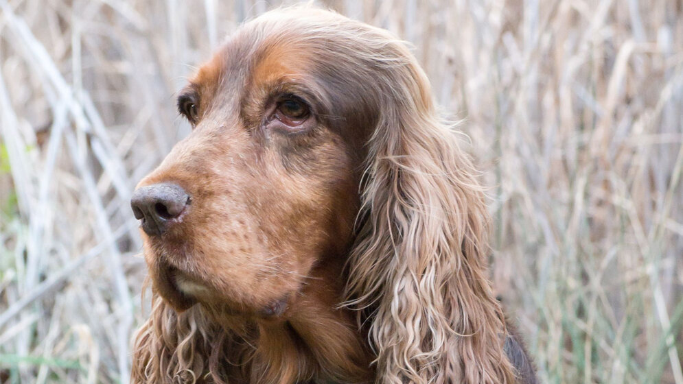 Parasiten im Hundekot
