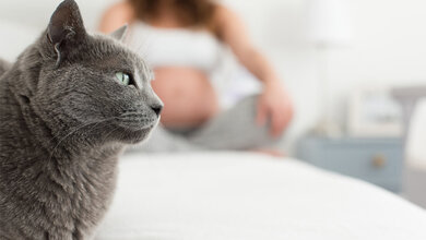 Toxoplasmose_Adobe.jpg Katzen können Toxoplasmose übertragen