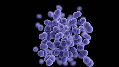 Vancomycin-resistente Enterococcus (VRE), eine computergenerierte dreidimensionale Darstellung der Bakterien.