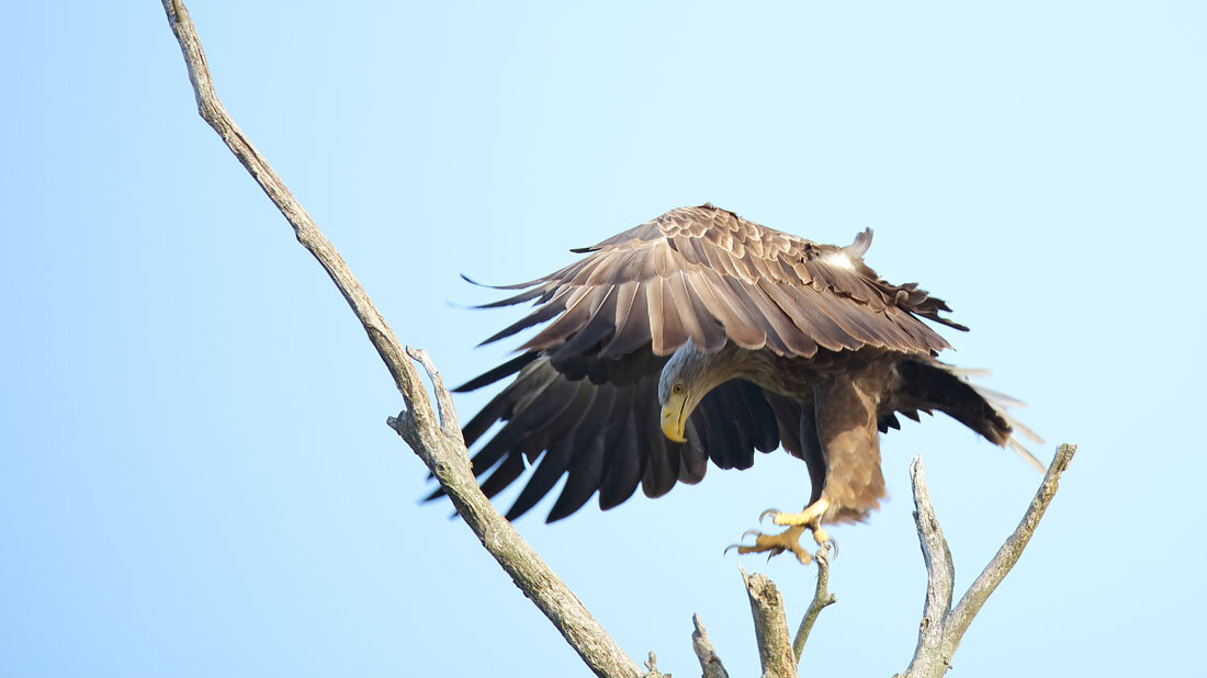 Seeadler (Haliaeetus albicilla)