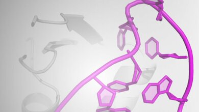 Ausschnitt_Kristallstruktur_Roquin_ROQ_Domaene_grau_im_Komplex_der_neu_identifizierten_Hexa_loop_RNA_Haarnadel_Helmholtz_Zentrum_Muenchen_29032016.jpg Roquin ROQ-Domäne