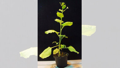 Nicoatiana benthamiana Pflanze