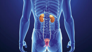 The Kidney (2)