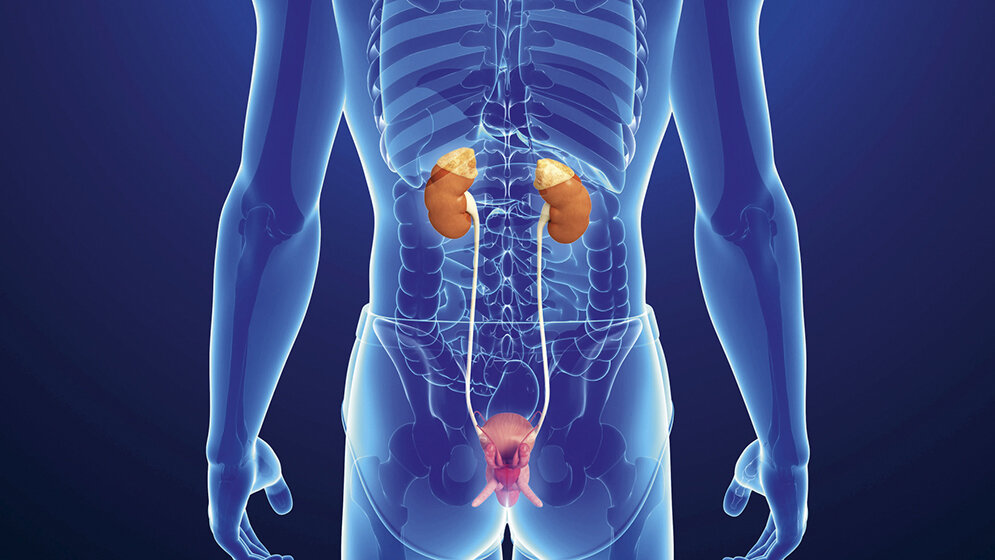 Let’s say it in English The Kidney (2)