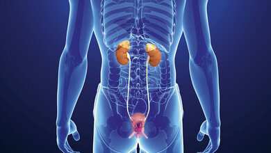 The Kidney (2)