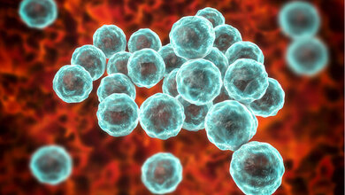 Illustration von Chlamydia trachomatis 