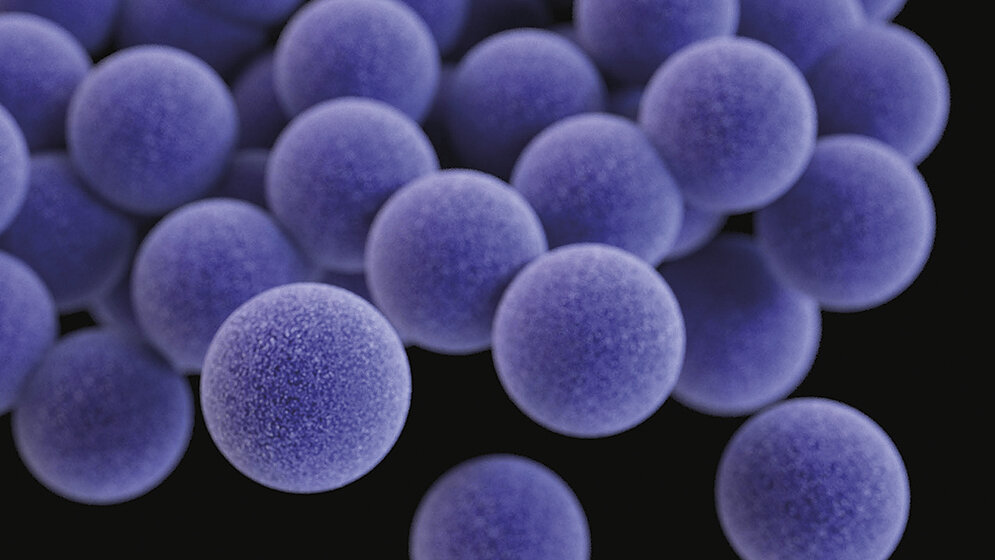 English for MTA Blood Culture
