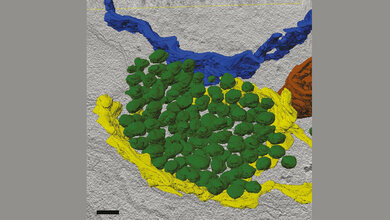Fehlfarbenaufnahme präsynaptischer Transportvesikel-Pakete