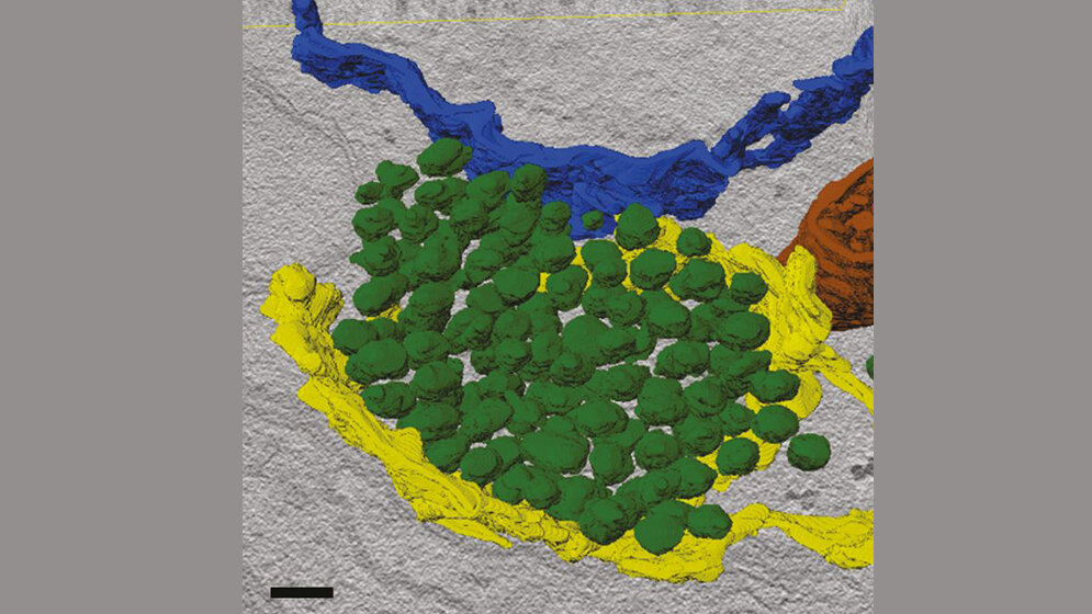 Fehlfarbenaufnahme_praesynaptischer_Transportvesikel_Pakete_gruen_Dr_Dmytro_Puchkov_FMP.jpg Fehlfarbenaufnahme präsynaptischer Transportvesikel-Pakete