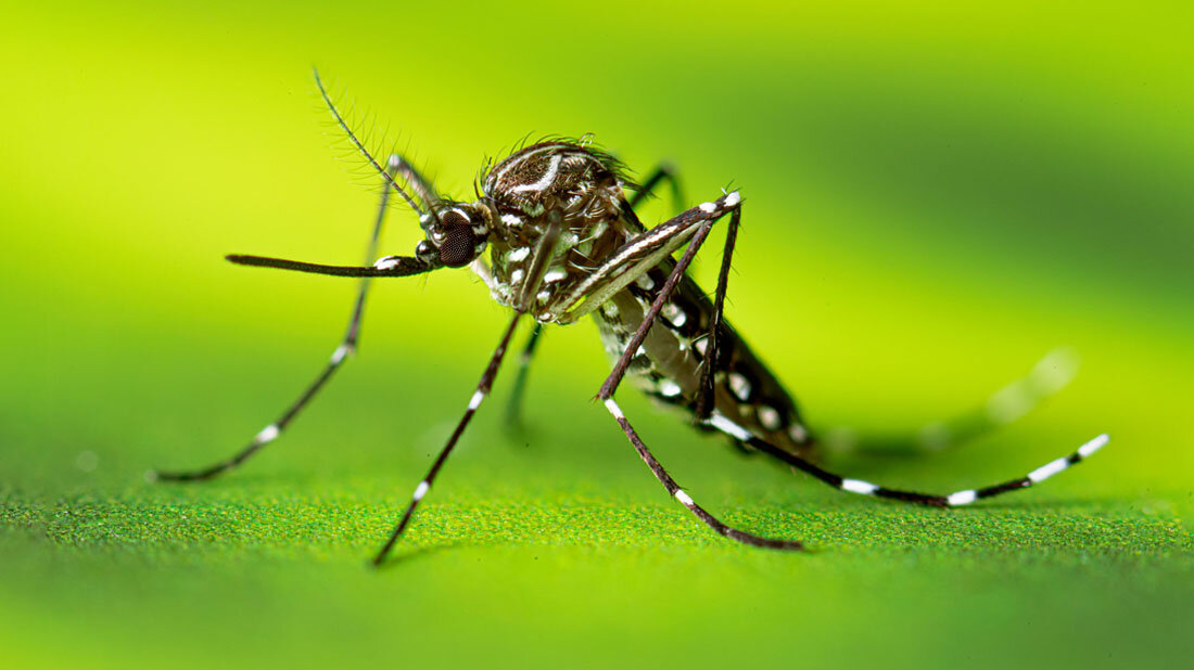Aedes_aegypti_neu.jpg Erwachsene Mücke Aedes aegypti