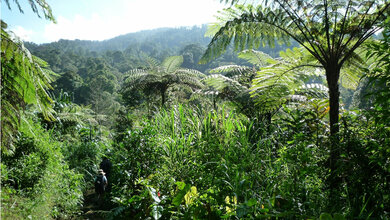 Artenreicher Regenwald 