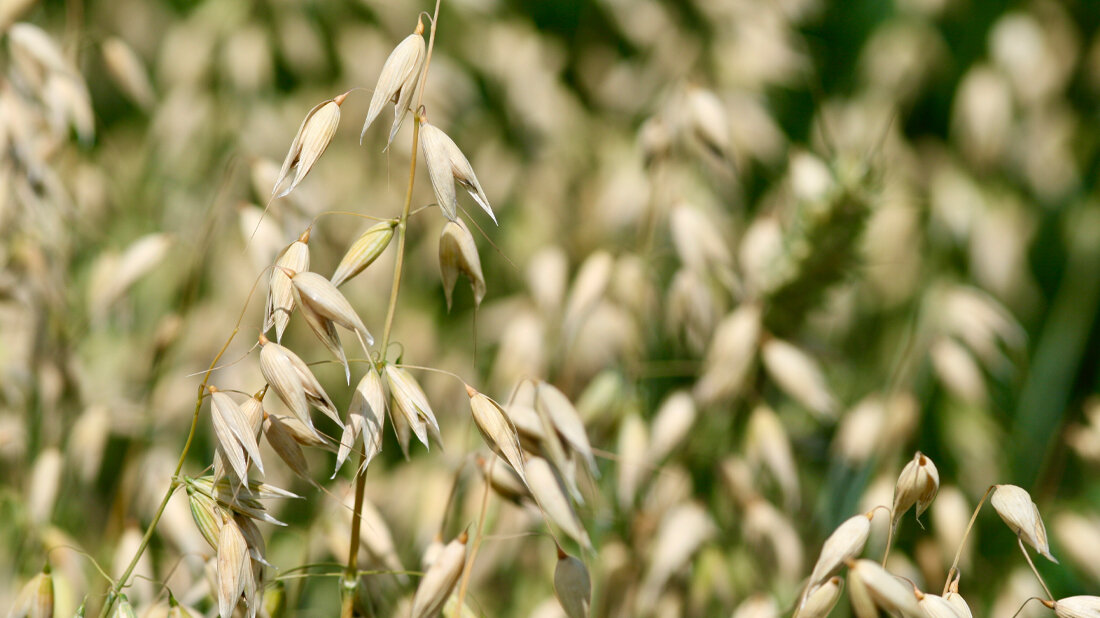 Hafer_Olof_Olsson.jpg Hafer