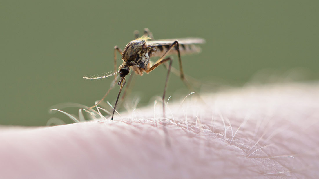 Culex pipiens-Mücke