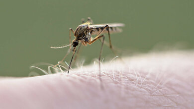 Culex pipiens-Mücke