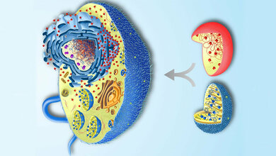 Eukaryotische Zelle und zwei Prokaryoten 