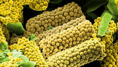 Zylinderförmige Wirkstoff-Transporter 