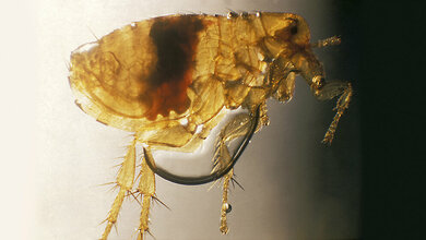 Der Schwarze Tod reiste durch Europa