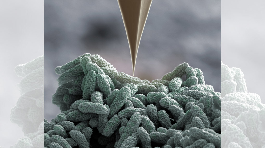 Pseudomonas-Bakterien werden mit einer spitzen „Nadel“ gepiekst.