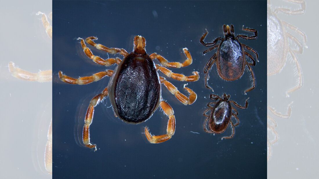 Zecken_Uni_Hohenheim.jpg Zecken im Vergleich