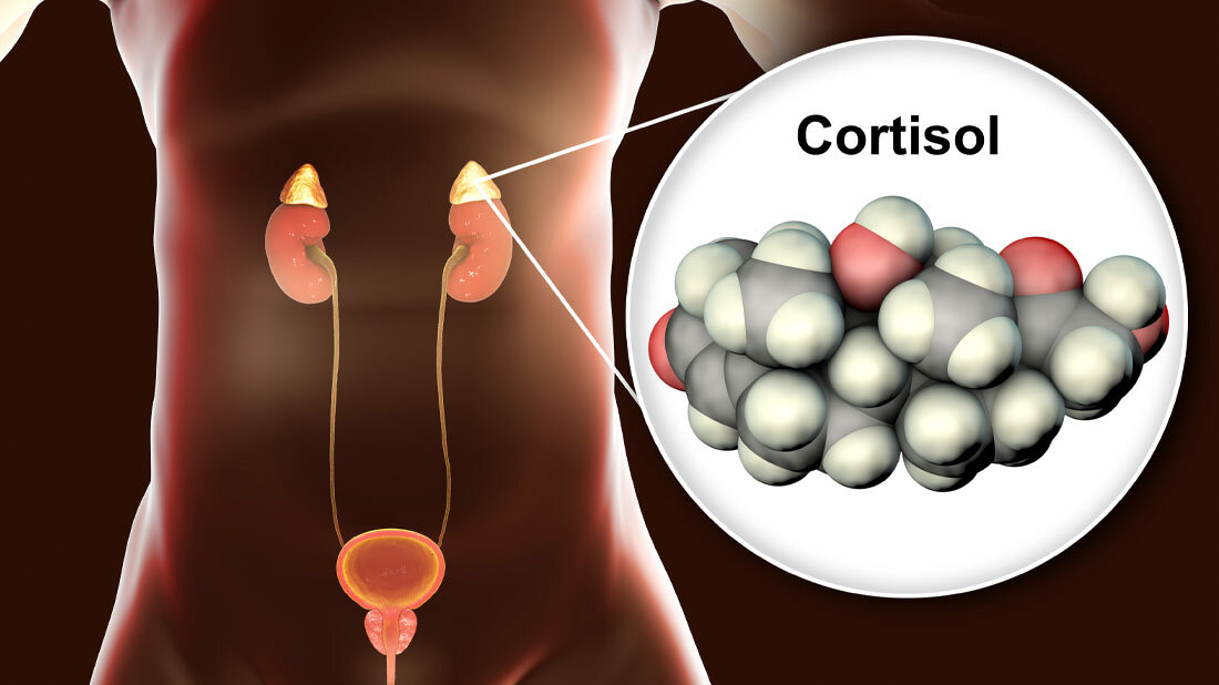 Cortisol_01.jpg Abbildung der Nebennieren mit dem Kalottenmodell von Cortisol